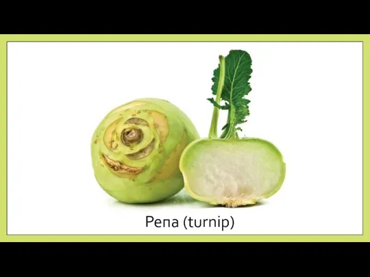 Репа (turnip)