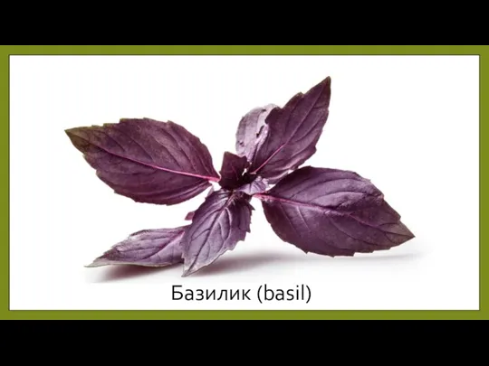 Базилик (basil)