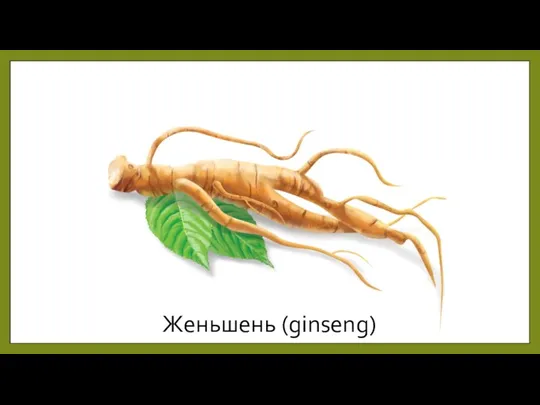 Женьшень (ginseng)