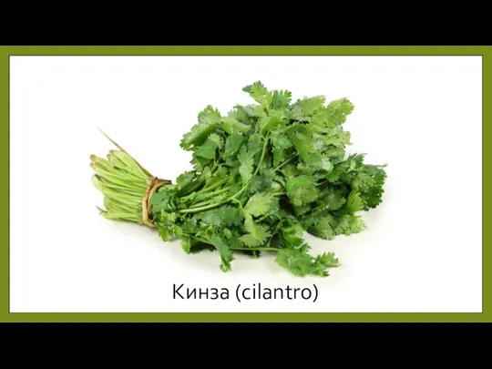 Кинза (cilantro)