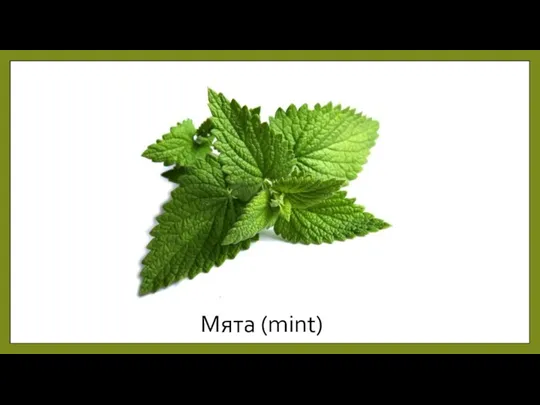 Мята (mint)