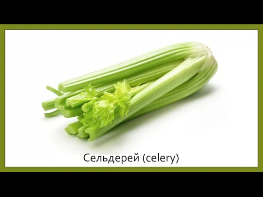 Сельдерей (celery)