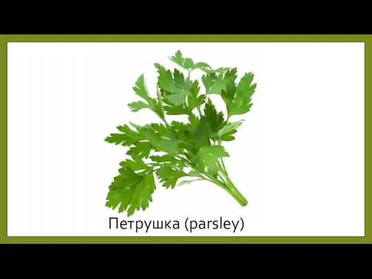 Петрушка (parsley)