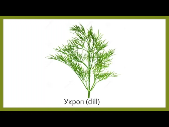 Укроп (dill)