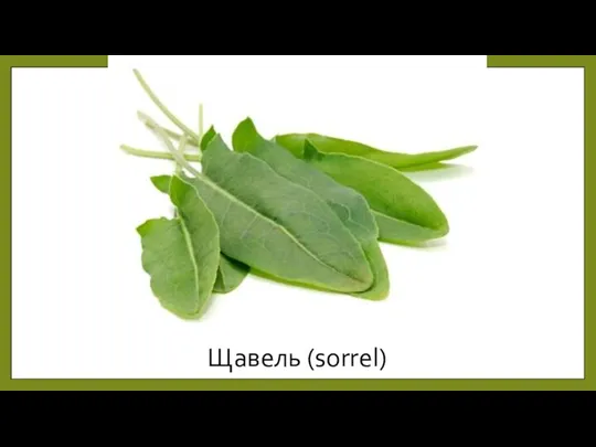 Щавель (sorrel)