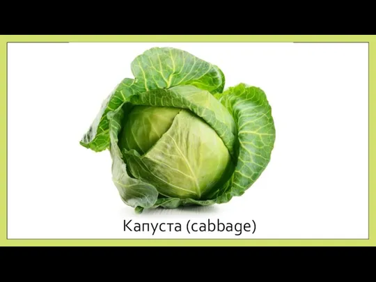 Капуста (cabbage)