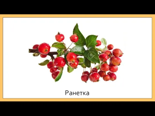 Ранетка