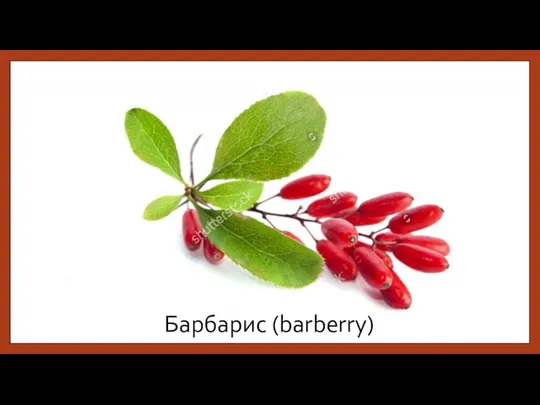 Барбарис (barberry)