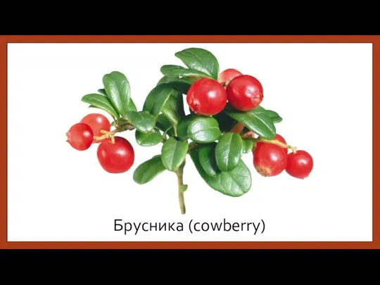 Брусника (cowberry)