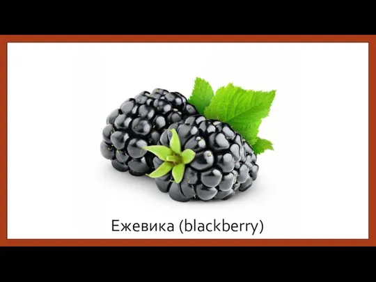 Ежевика (blackberry)