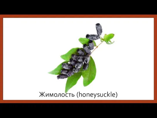 Жимолость (honeysuckle)