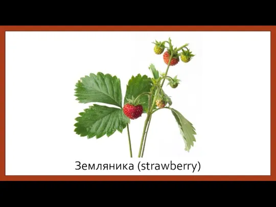 Земляника (strawberry)