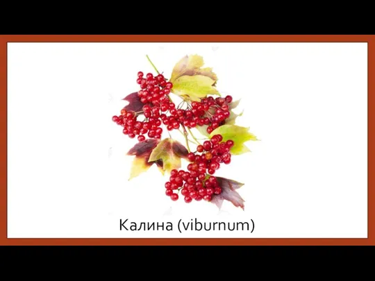 Калина (viburnum)