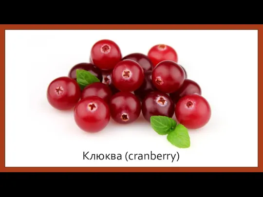 Клюква (cranberry)