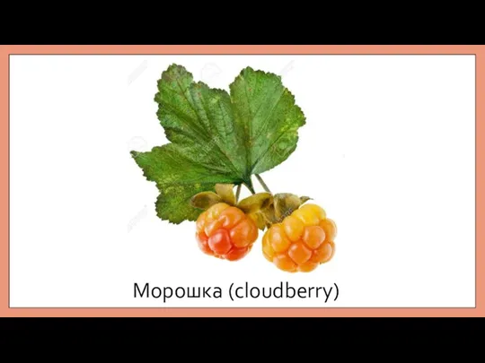 Морошка (cloudberry)