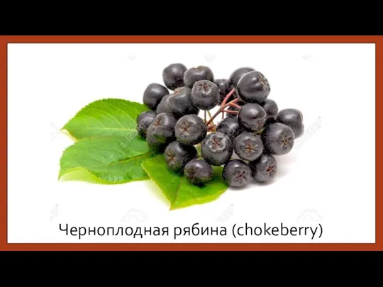 Черноплодная рябина (chokeberry)