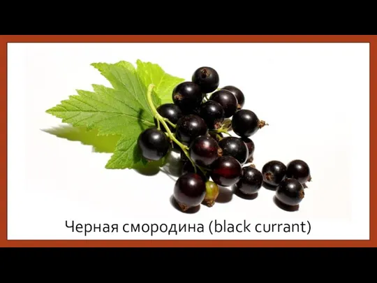 Черная смородина (black currant)