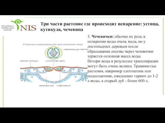 Три части растение где происходит испарение: устица, кутикула, чечевица 3. Чечевички: обычно