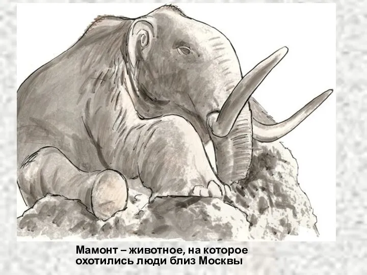 Мамонт – животное, на которое охотились люди близ Москвы