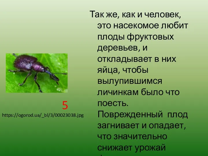 Так же, как и человек, это насекомое любит плоды фруктовых деревьев, и