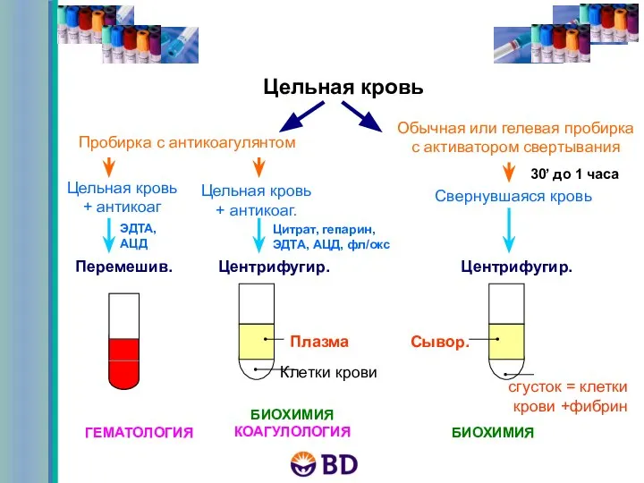 Цельная кровь Пробирка с антикоагулянтом Обычная или гелевая пробирка с активатором свертывания