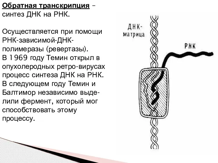 Обратная транскрипция – синтез ДНК на РНК. Осуществляется при помощи РНК-зависимой-ДНК-полимеразы (ревертазы).