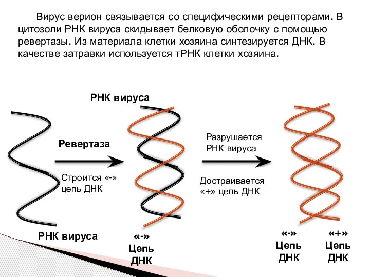 Вирус верион связывается со специфическими рецепторами. В цитозоли РНК вируса скидывает белковую