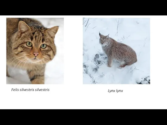 Felis silvestris silvestris Lynx lynx