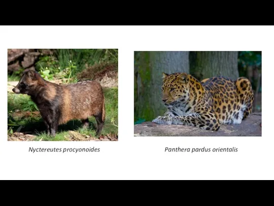 Nyctereutes procyonoides Panthera pardus orientalis