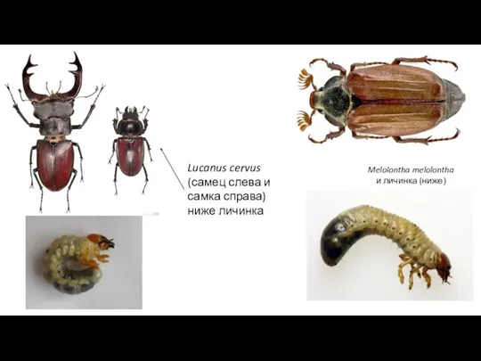 Melolontha melolontha и личинка (ниже) Lucanus cervus (самец слева и самка справа) ниже личинка