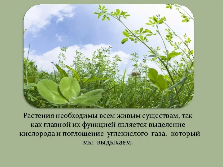 Растения необходимы всем живым существам, так как главной их функцией является выделение