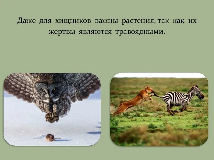 Даже для хищников важны растения, так как их жертвы являются травоядными.