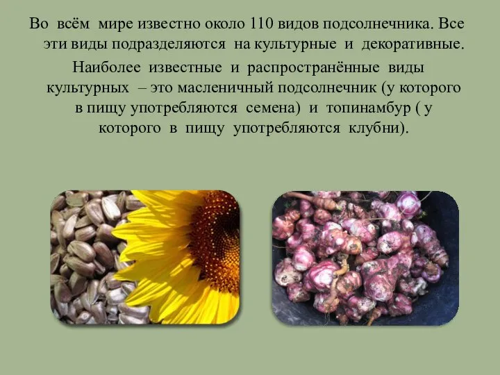 Во всём мире известно около 110 видов подсолнечника. Все эти виды подразделяются