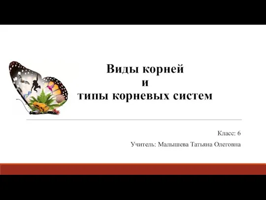 Класс: 6 Учитель: Малышева Татьяна Олеговна Виды корней и типы корневых систем