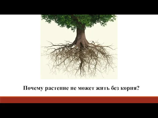 Почему растение не может жить без корня?