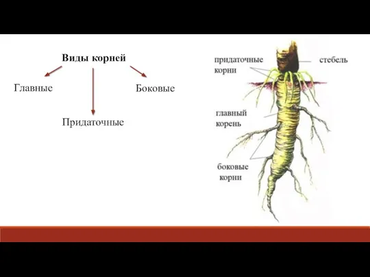 Виды корней Главные Придаточные Боковые