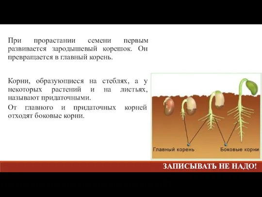 При прорастании семени первым развивается зародышевый корешок. Он превращается в главный корень.