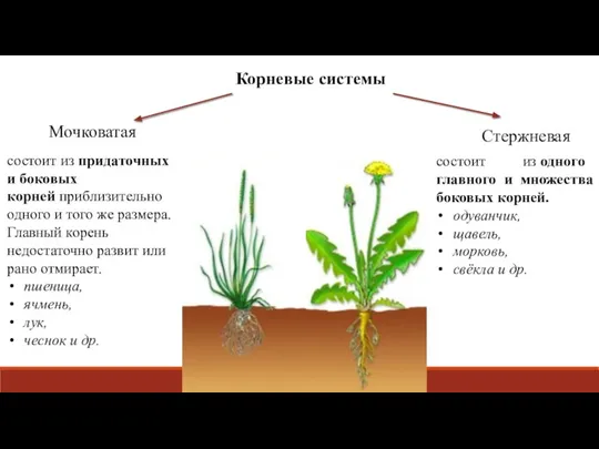 Корневые системы Мочковатая Стержневая состоит из одного главного и множества боковых корней.