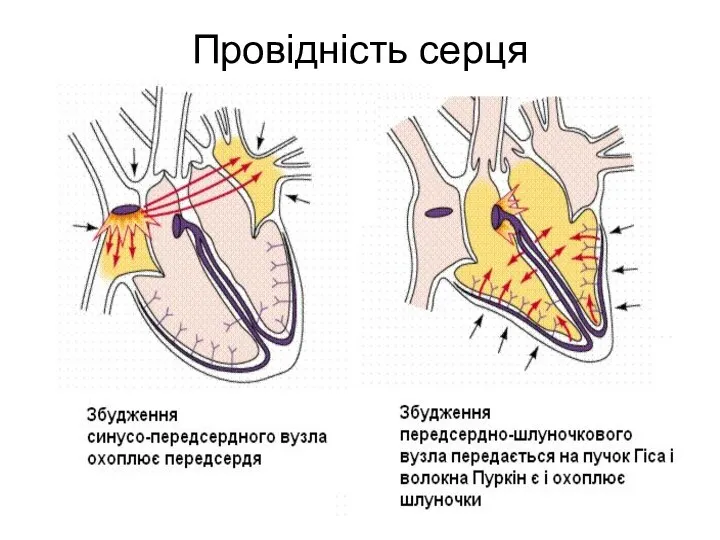 Провідність серця