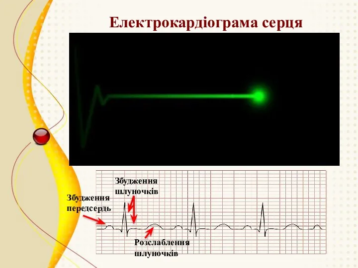 Електрокардіограма серця Збудження передсердь Збудження шлуночків Розслаблення шлуночків