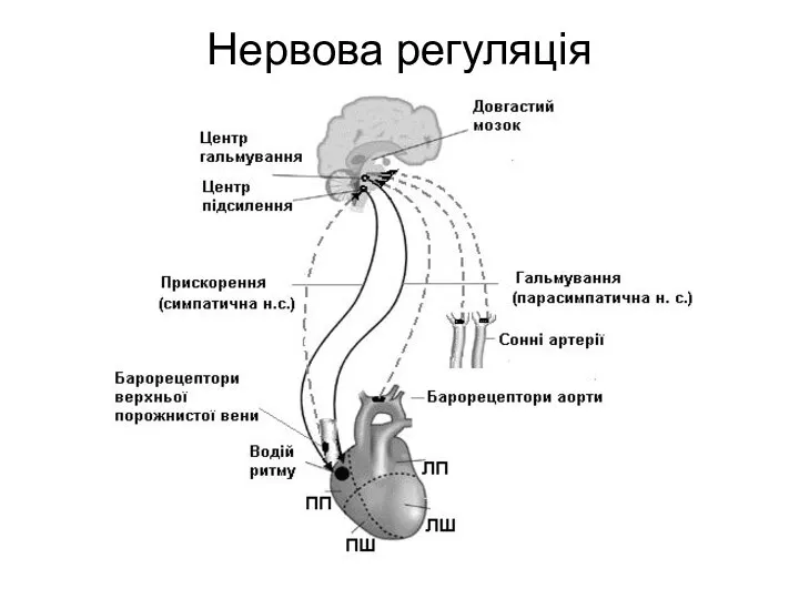 Нервова регуляція