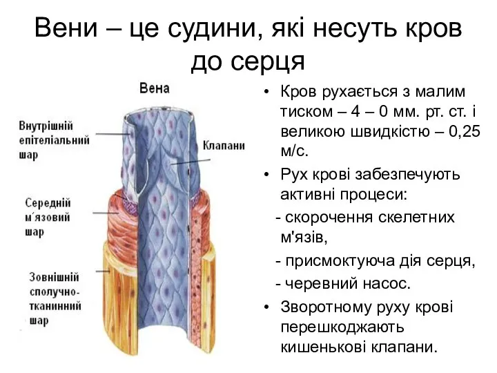 Вени – це судини, які несуть кров до серця Кров рухається з