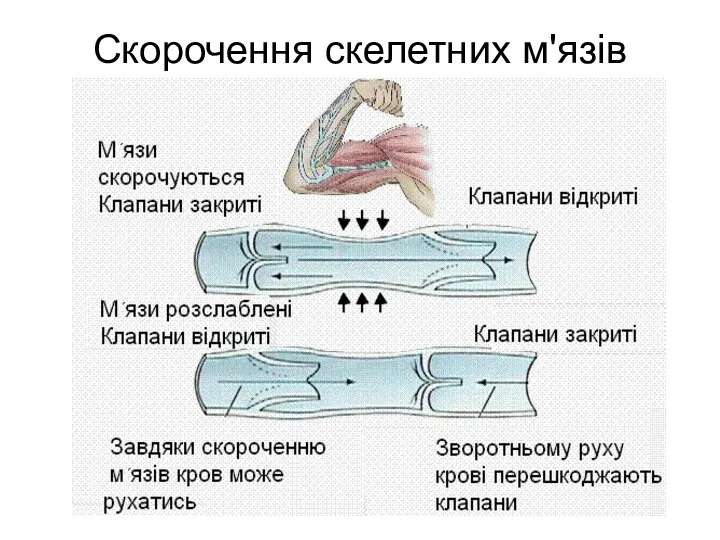 Скорочення скелетних м'язів