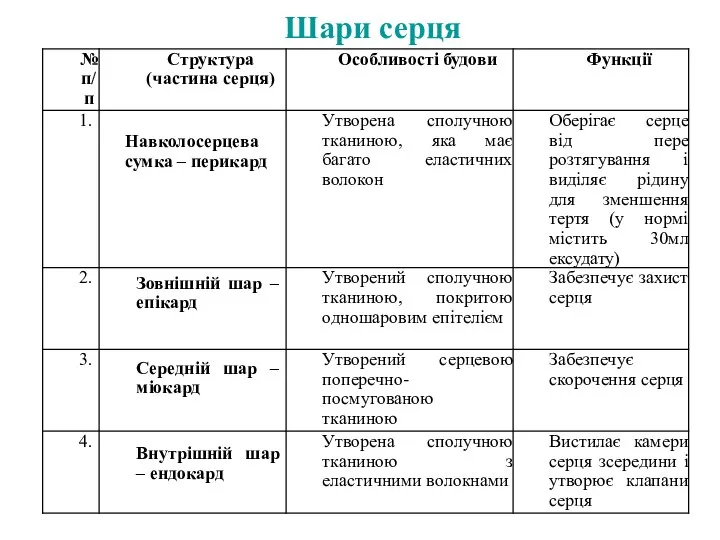 Шари серця Навколосерцева сумка – перикард Зовнішній шар – епікард Середній шар