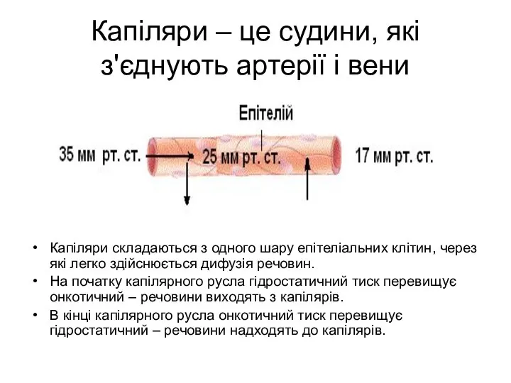 Капіляри – це судини, які з'єднують артерії і вени Капіляри складаються з