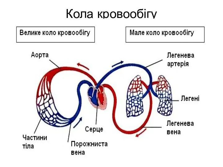 Кола кровообігу