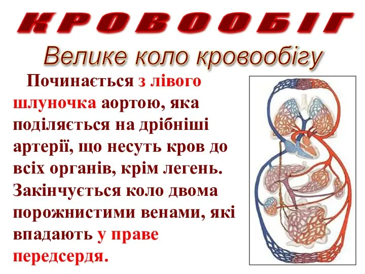 К Р О В О О Б І Г Велике коло кровообігу