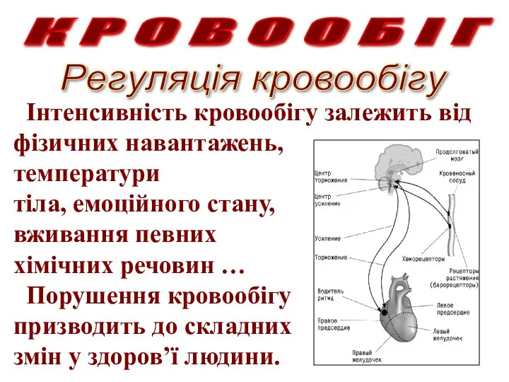 К Р О В О О Б І Г Регуляція кровообігу Інтенсивність