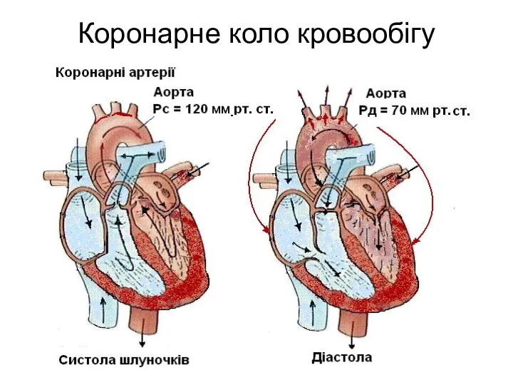 Коронарне коло кровообігу