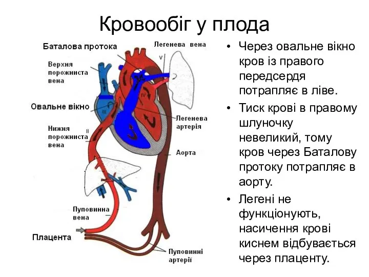 Кровообіг у плода Через овальне вікно кров із правого передсердя потрапляє в